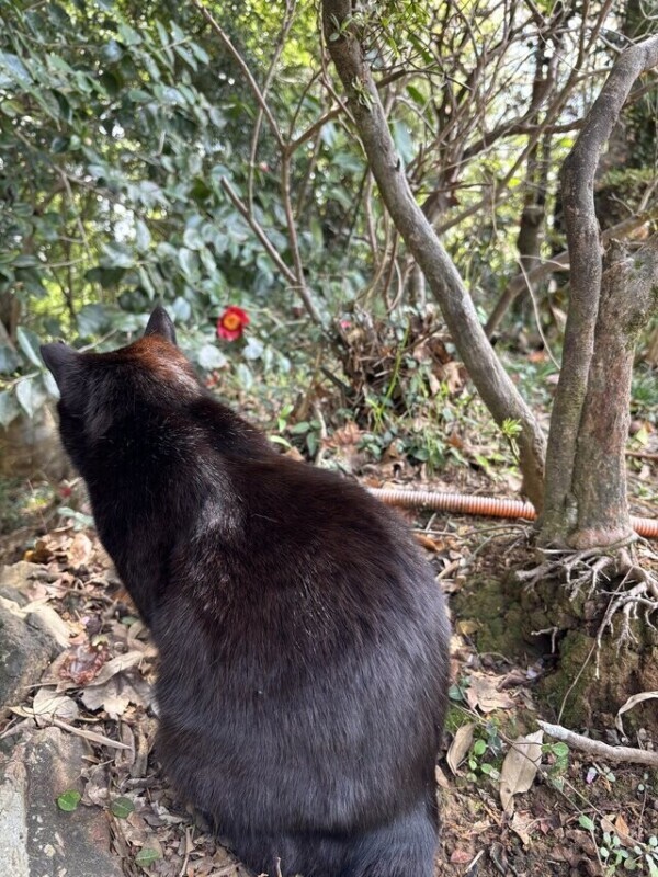 猫様