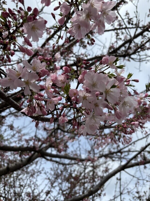 思い川桜🌸