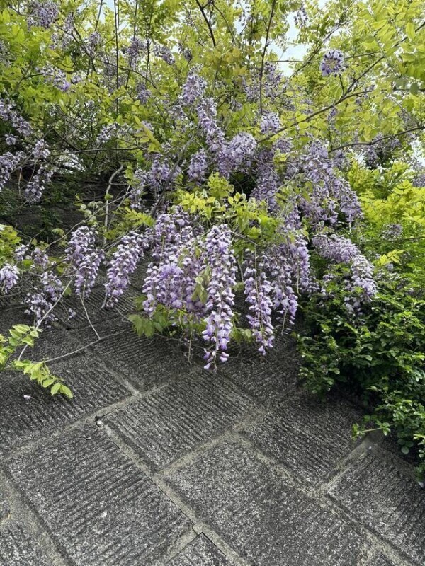 藤の花