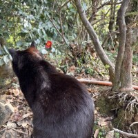 黒猫様