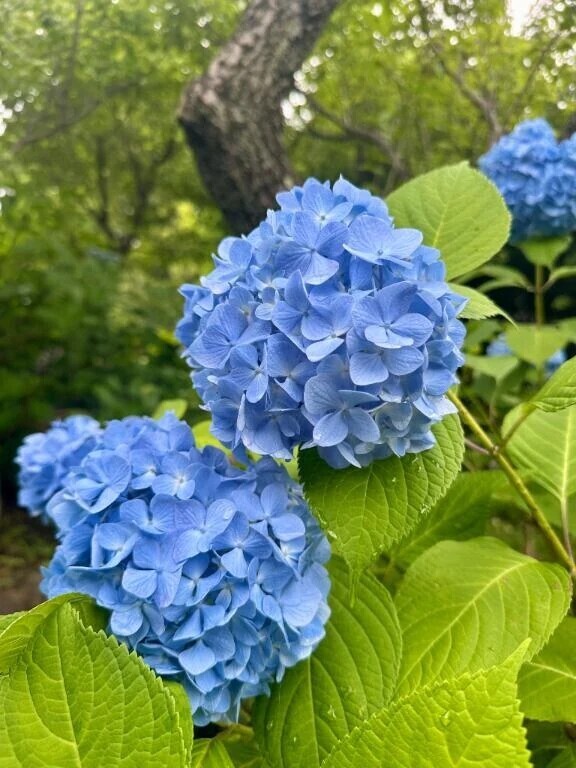 🌻あじさい発見