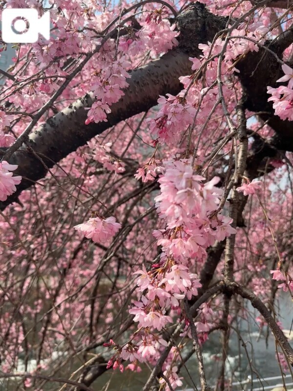 🌸🆕4月とGWの予定✨