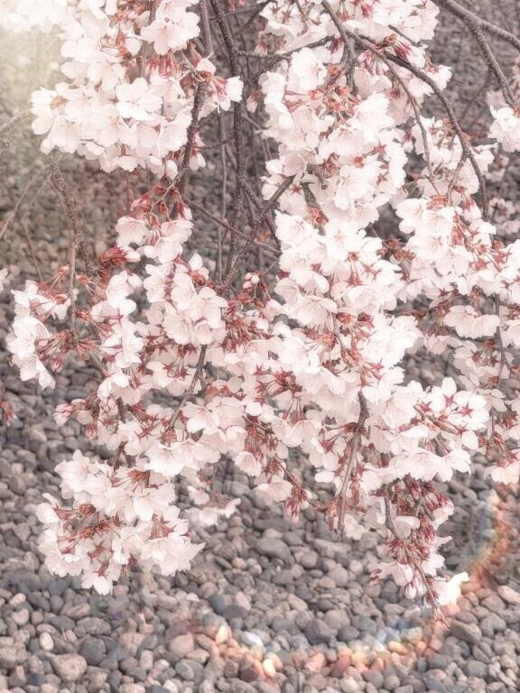 春に包まれて🌸