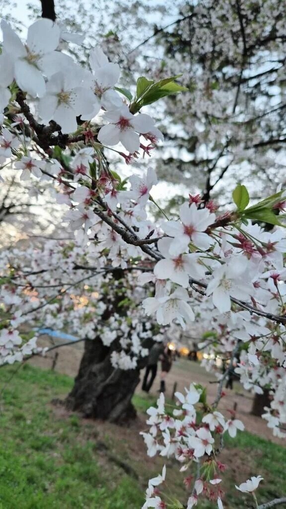 儚いものは美しい🌸.*･ﾟ