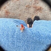 サラ