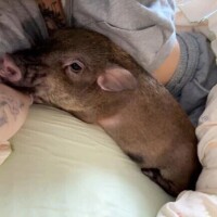 サラ