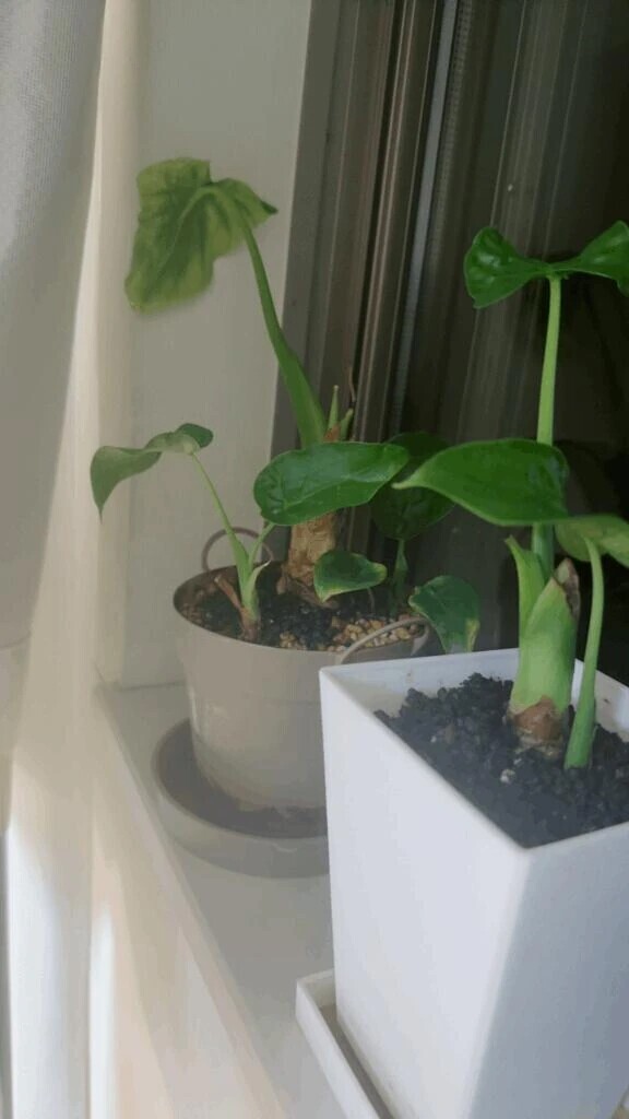 🌿スクスク成長中🪴✨