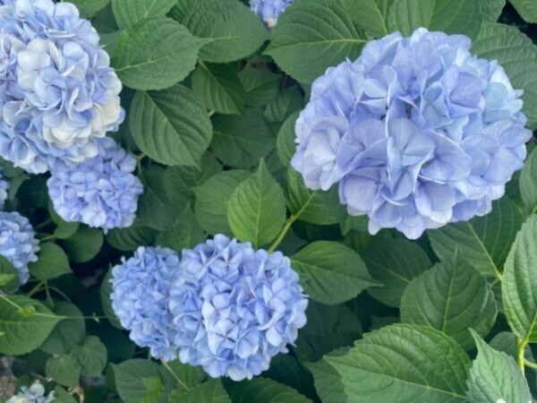 【紫陽花】