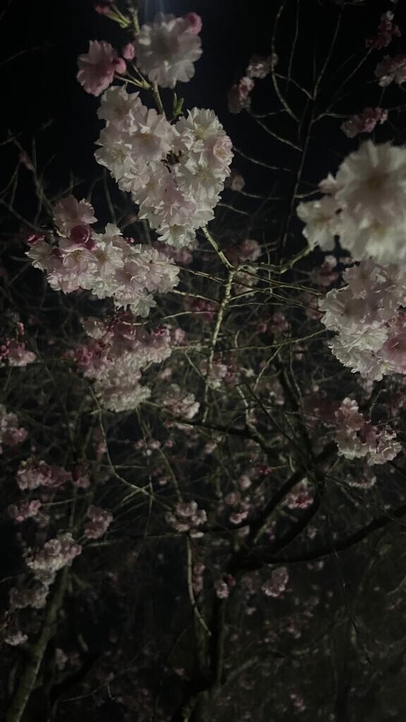 夜桜散歩