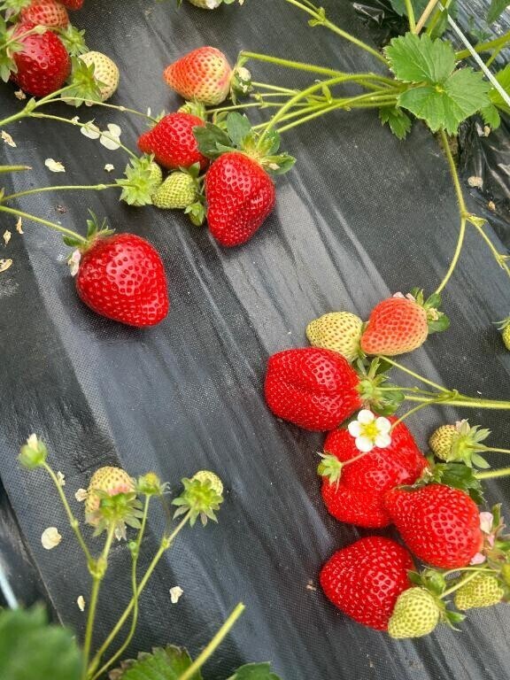 明日、明後日( *???* )?