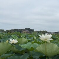 麻宮(ｱｻﾐﾔ)