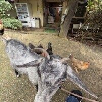 西(ﾆｼ)