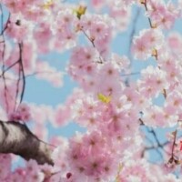 柚月（ﾕﾂﾞｷ）