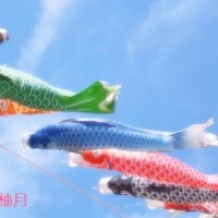 柚月（ﾕﾂﾞｷ）
