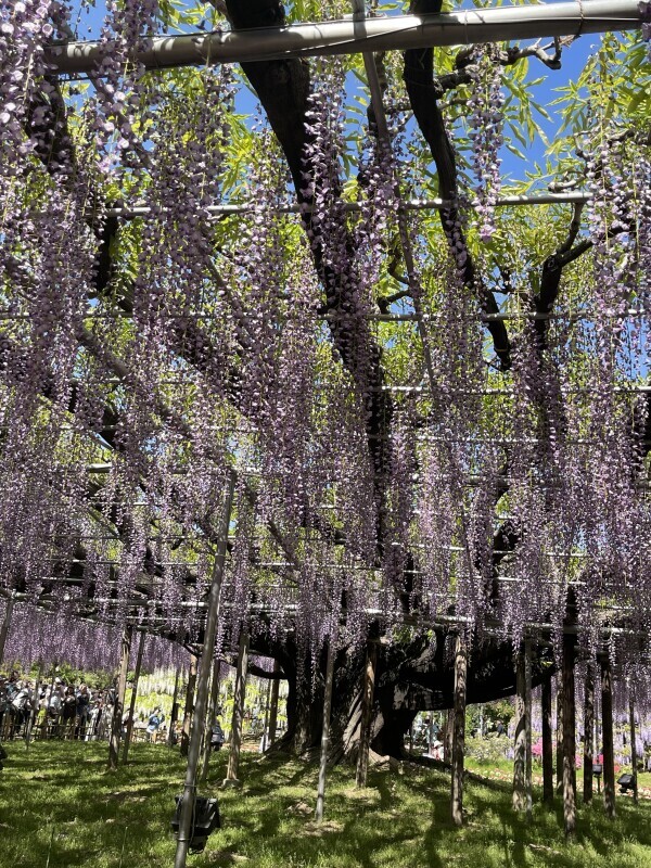 癒されました〜❀(*´▽`*)❀