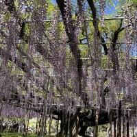 相馬（ｿｳﾏ）