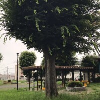 麻宮(ｱｻﾐﾔ)