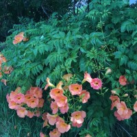 麻宮(ｱｻﾐﾔ)