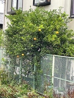 いまさらな話