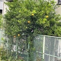 西(ﾆｼ)