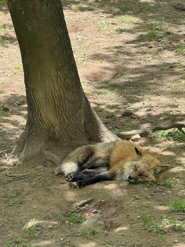 すみません(  ; ›ω‹ )