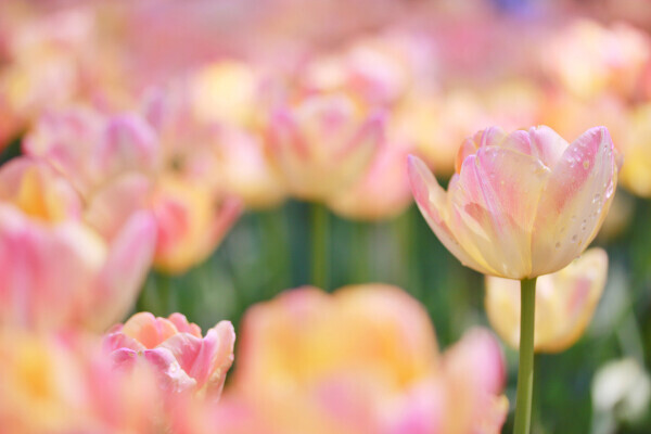 ご予約ありがとうございます🥰次回16:30頃(80分)残り1枠です🙇🏻‍♀️