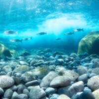 柚月（ﾕﾂﾞｷ）