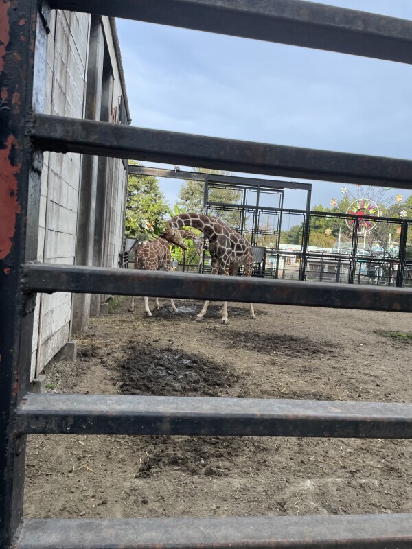 干支に入れてほしい