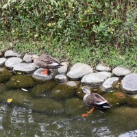 麻宮(ｱｻﾐﾔ)