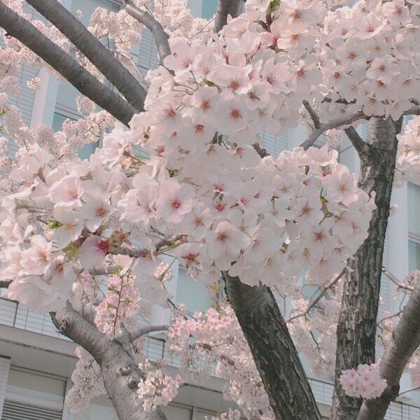 明日もしかしたら(* ᐕ)？