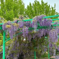 麻宮(ｱｻﾐﾔ)