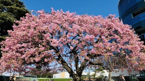 春の訪れと一緒に出勤だよっ🩷
