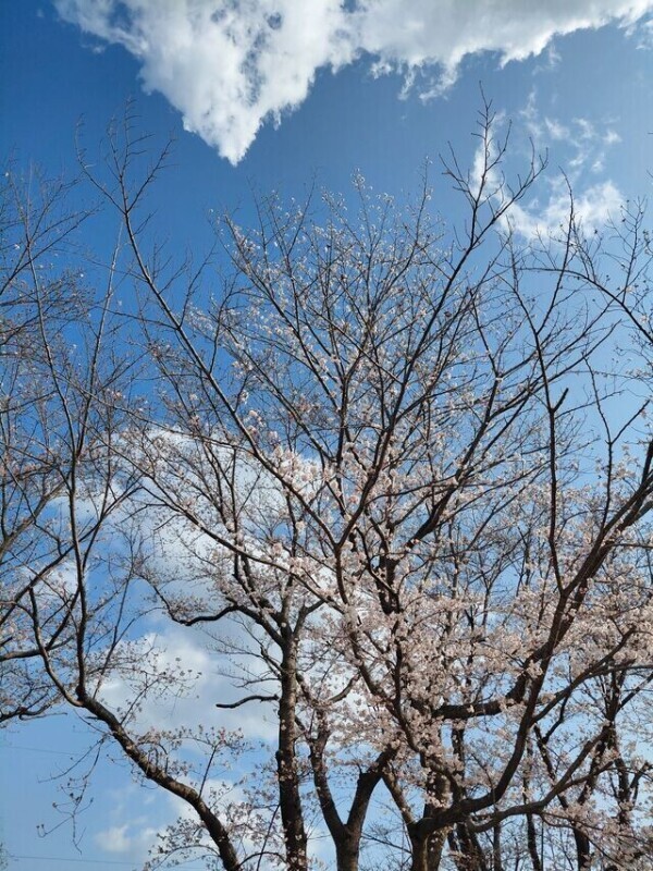 お散歩～🌸