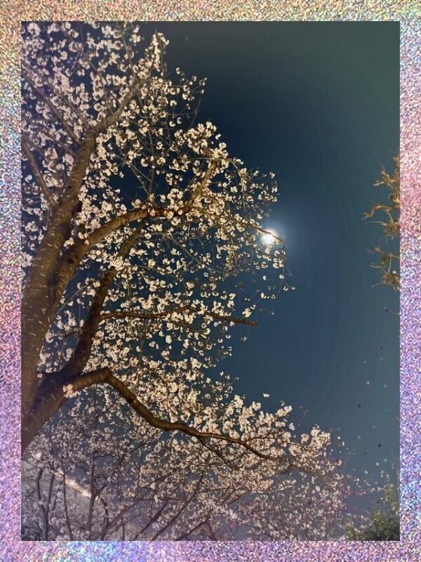 夜桜🌸昨日のお礼❤️次回出勤予定🗓️