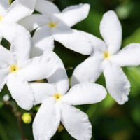 菅野