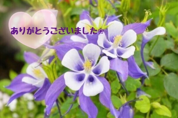 ✿✿✿感謝な気持ち(ㅅ´꒳` )✿✿✿