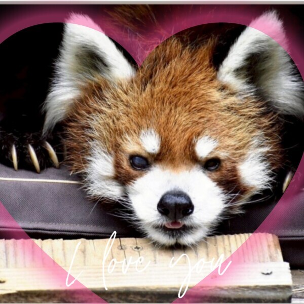 逢いたいなぁ❤(ӦｖӦ｡)