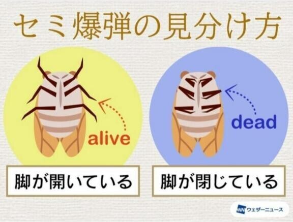 爆弾の季節…??