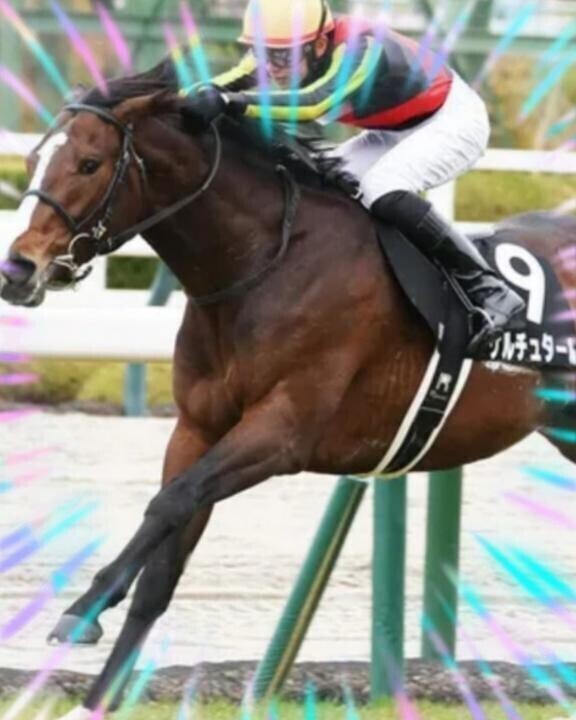 瑠星「菊花賞」に期待します