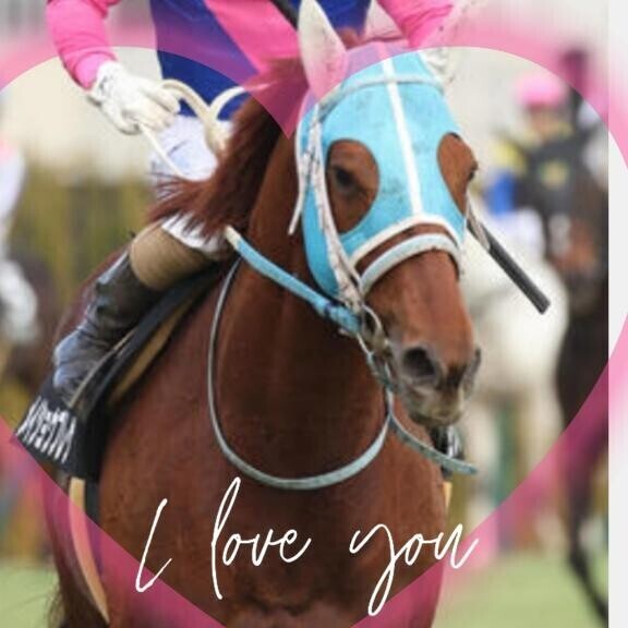 メイショウブレゲ君♪ヽ(｀▽´)/♪