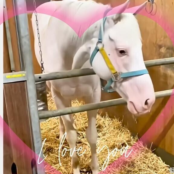 アオラキ君(ӦｖӦ｡)お帰りなさい