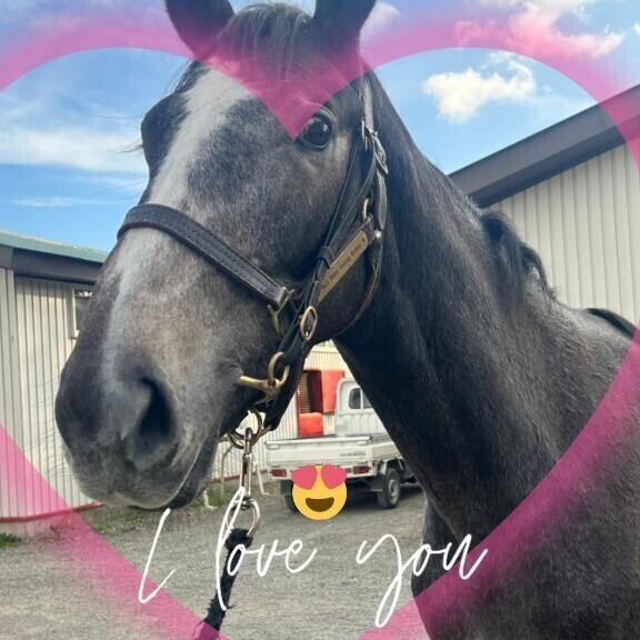 イロゴルシ君(ӦｖӦ｡)(ӦｖӦ｡)