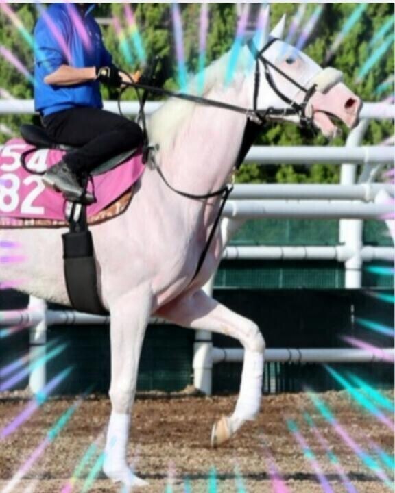 マルガちゃん(ӦｖӦ｡)(ӦｖӦ｡)