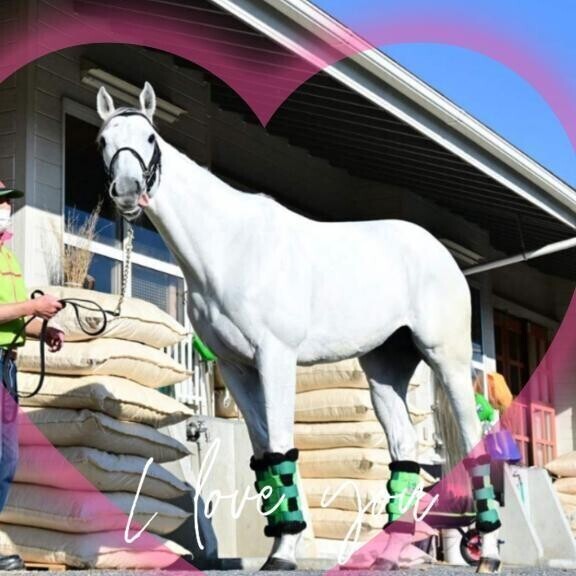 ガイアフォース君(ӦｖӦ｡)(ӦｖӦ｡)