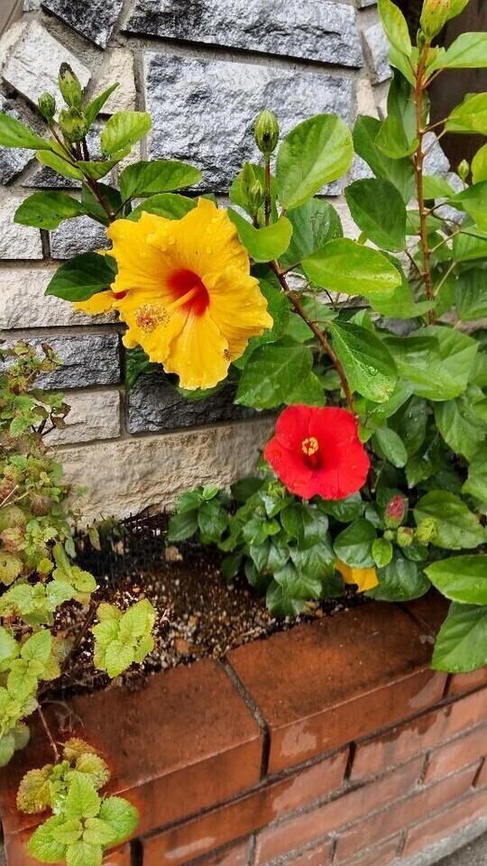 本日出勤します