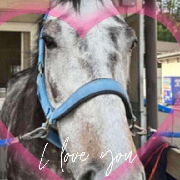 誘導馬も好きです?(?ｖ?｡)?(?ｖ?｡)