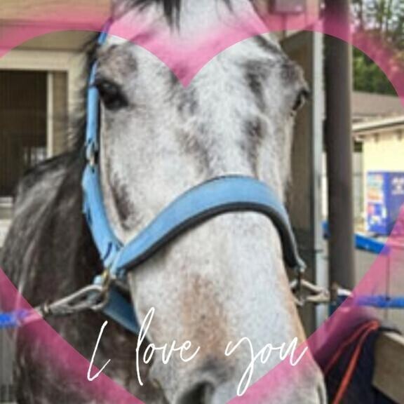 誘導馬も好きです(ӦｖӦ｡)(ӦｖӦ｡)