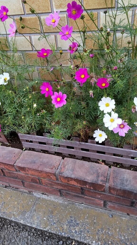 ありがとうございます???