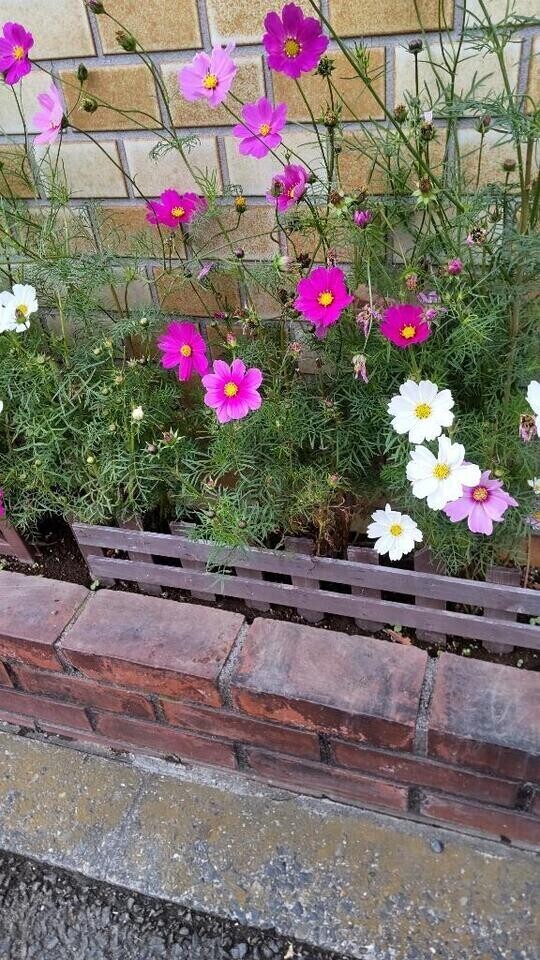 ありがとうございます