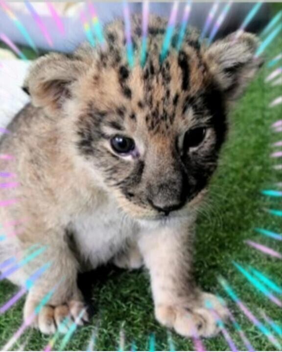 ちょっと山口県に行ってきます♪（願望）